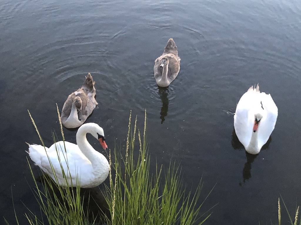 Best of Both Worlds am Schwanenteich in Dennis Port, Dennis