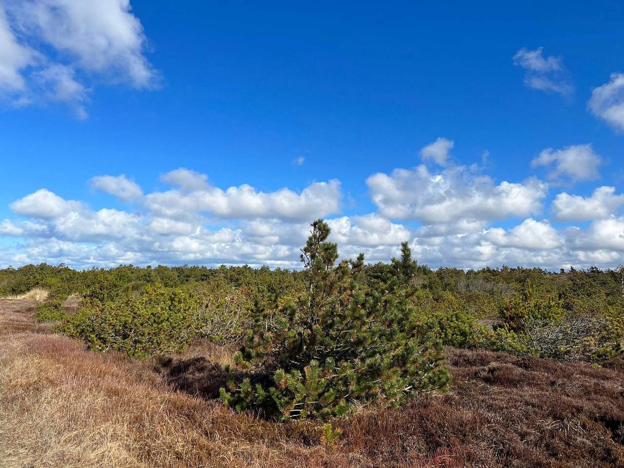 14 Personen Ferienhaus in Ulfborg in Vester Husby, Husby (Dänemark)