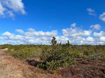 Ferienhaus für 14 Personen in Vester Husby, Ulfborg, Bild 2