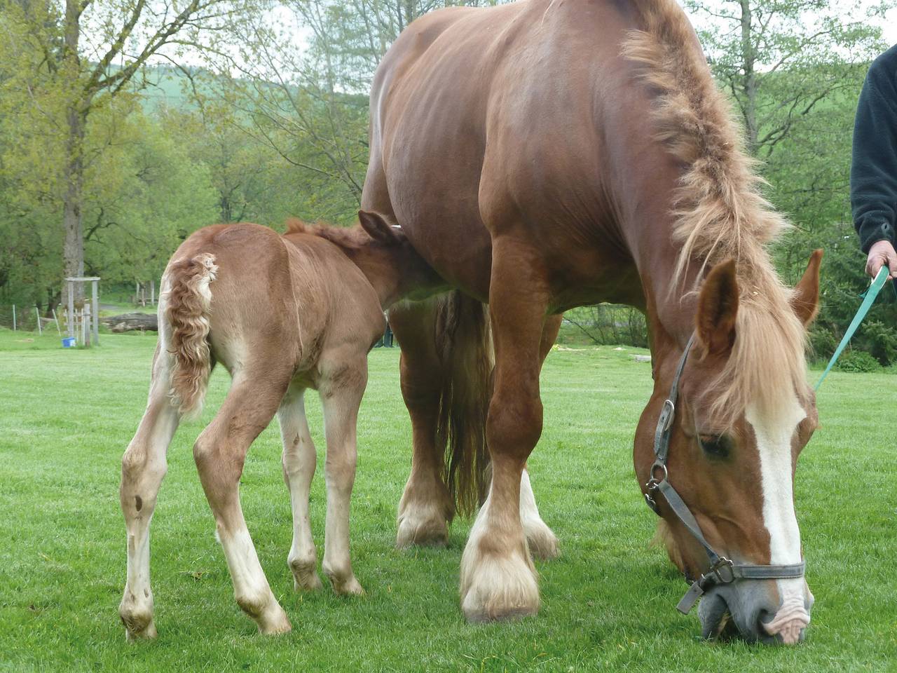 Ferienhof Riekeshof - Ferienwohnung 3, 53qm in Schmallenberg, Hochsauerlandkreis