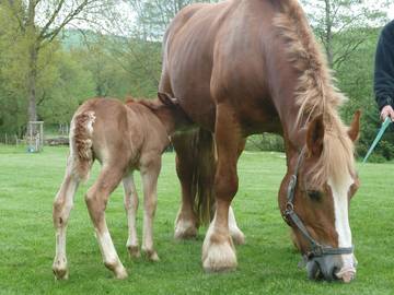 Ferienhaus für 5 Personen in Schmallenberg, Hochsauerlandkreis, Bild 3