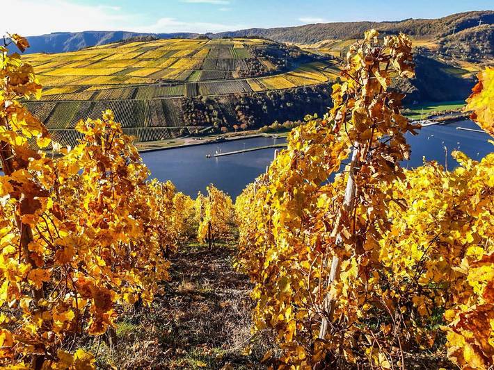 Ferienwohnung für 4 Personen, mit Terrasse und Garten in Piesport - 2