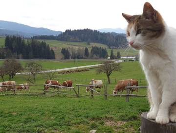 Ferienwohnung für 4 Personen in Neumarkt in Steiermark, Westliche Obersteiermark, Bild 1