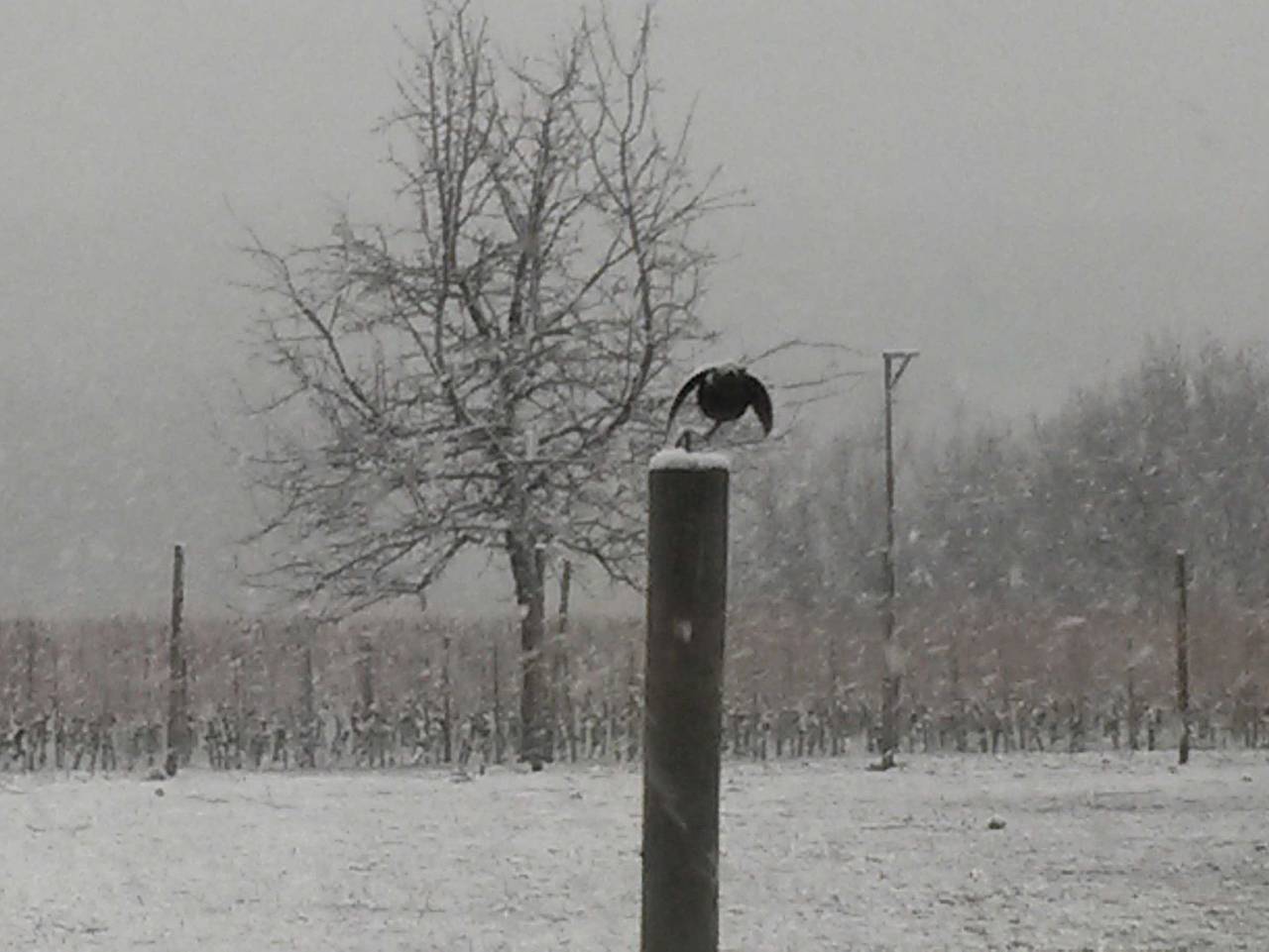 Ferienhof Laurentius - Familienzimmer Mitos für 1-4 Personen in Oedheim, Kurpfalz
