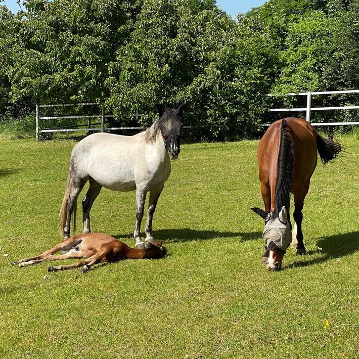 Ferienwohnung für 5 Personen, mit Balkon und Ausblick am Mittelrhein - 2