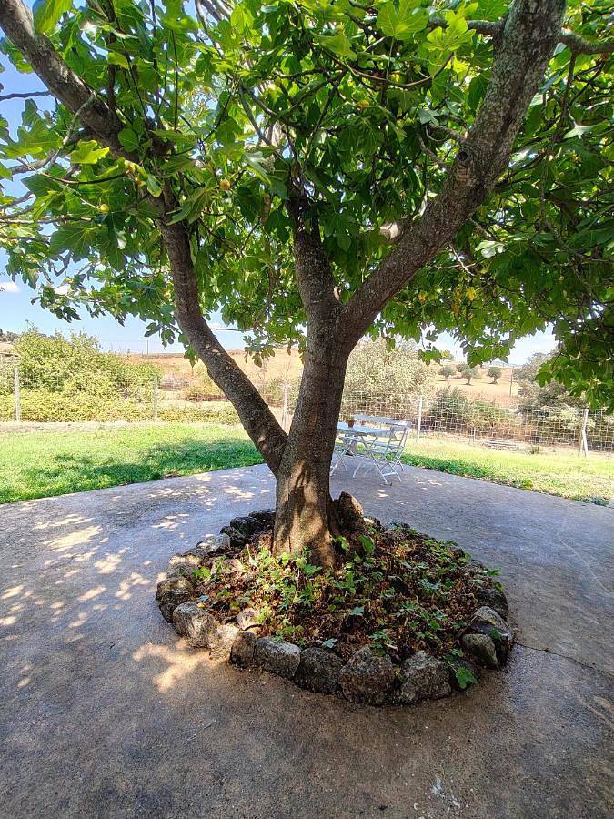 Casa rural para 3 personas, con Terraza y Jardín en Valencia de Alcántara - 2