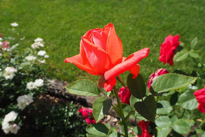 Ganze Ferienwohnung, Ferienwohnung Haus Karin - Ferienwohnung 80qm, 1 Schlafzimmer, max.2 Personen in Bad Urach, Albsteig Etappe 9