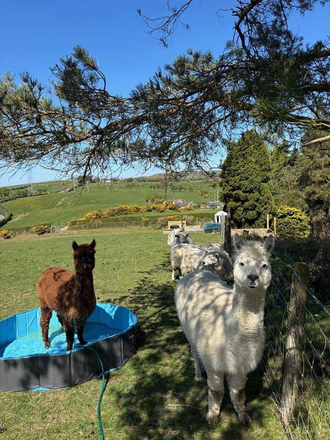 Pant y Rhedyn Glamping and camping site in Conwy region