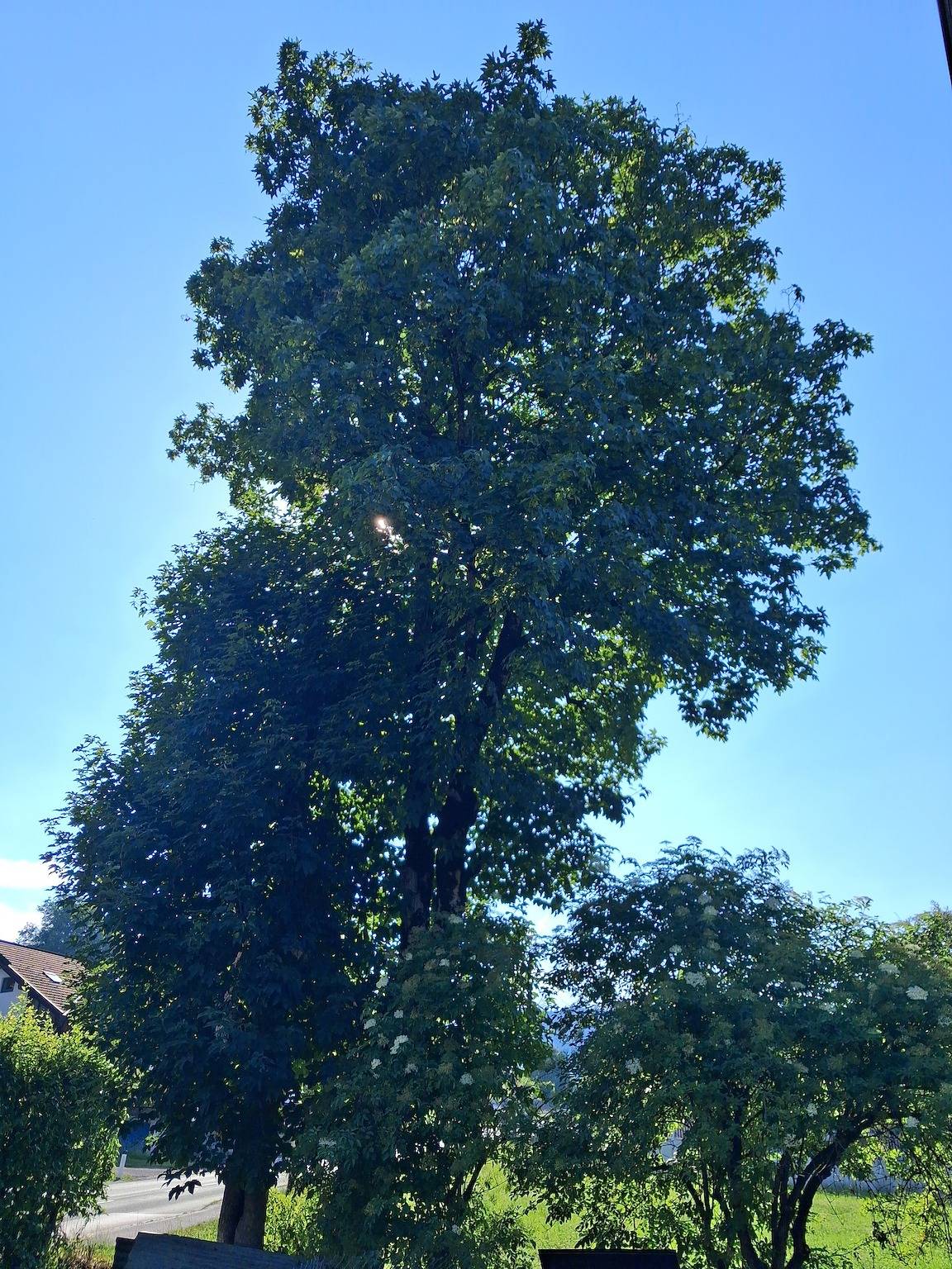 Ganze Wohnung, Apartment „Haus Wildenbach“ mit Bergblick, privater Terrasse und Wlan in Wildschönau, Kaisergebirge