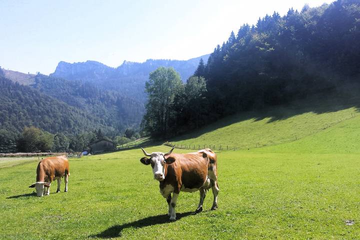 Ferienwohnungen Wanderparadies Bauernhof - Ferienwohnung Kampenwandblick 74qm, sep. Schlafzimmer, Balkon, separater Eingang in Hintergschwendt, Aschau im Chiemgau