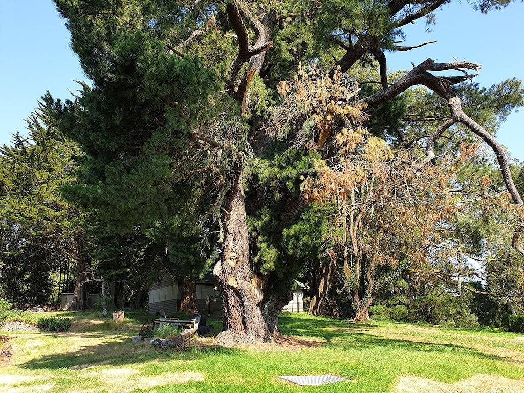 Exquisiter Regenwald-Rückzugsort für zwei Personen im Great Otway National Park. in Wye River, Colac Otway Shire
