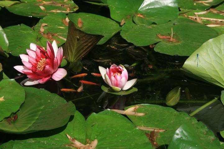 Chambre d’hôte pour 5 personnes, avec jardin ainsi que piscine et vue dans le Vaucluse - 3