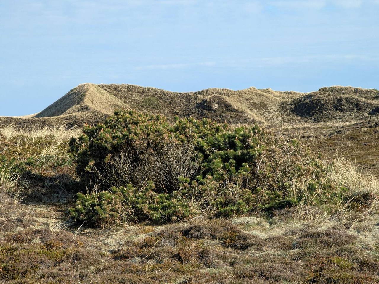 Kustsereniteit in Bjerregard in Hvide Sande, Holmsland Klit