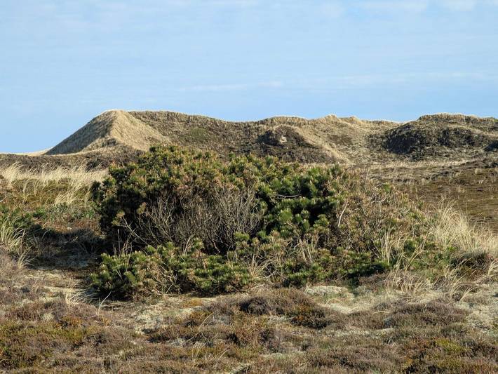 Ferienhaus für 5 Personen, mit Terrasse, mit Haustier in Hvide Sande - 4