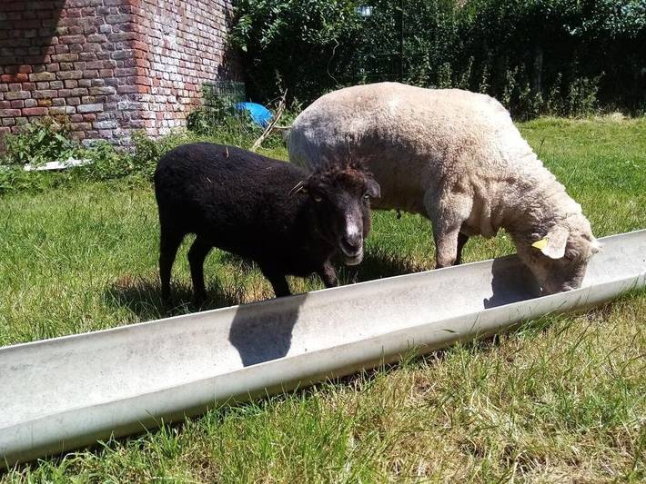 Gîte pour 5 personnes, avec jardin, animaux acceptés dans Hauts-de-France - 3