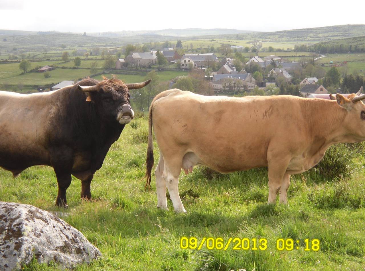 Nasbinals Lozère : gîte au cœur de l'Aubrac in Grandvals, Région de Mende