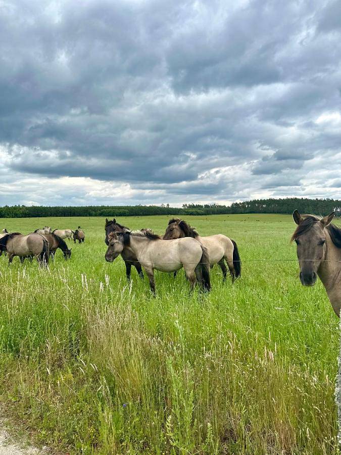 Osada Vikinga in Morze Bałtyckie