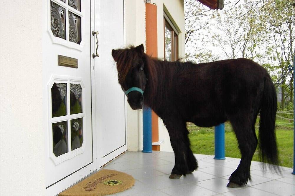 Ganze Wohnung, Ferienwohnung Hirsch Bad Rappenau-Fürfeld direkt an der (A6) Aussiedlerhof in Bad Rappenau, Kraichgau