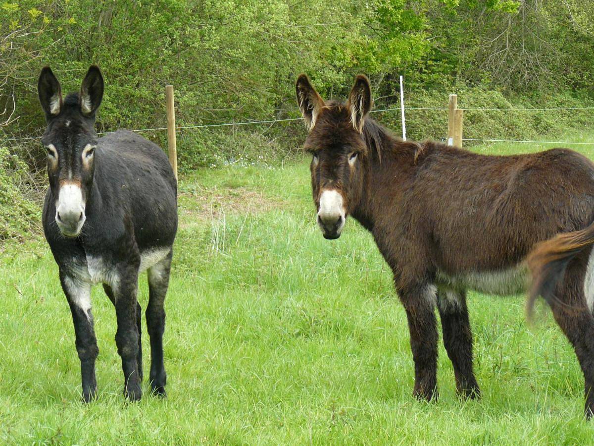 En pleine campagne berrichonne in Pérassay, Région de La Châtre