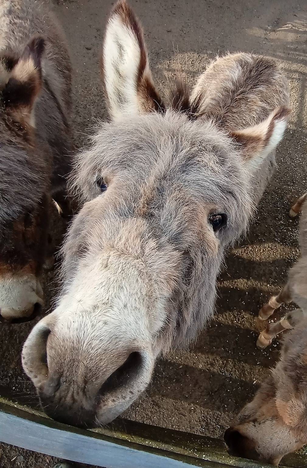 Eselstall Karl in Löhma, Saaleland