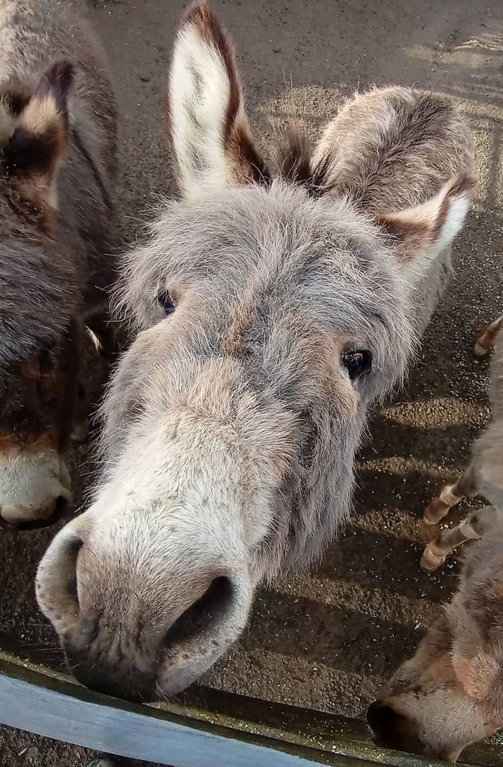 Camping für 2 Personen, mit Garten in Thüringen