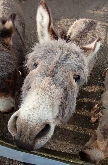 Camping für 2 Personen, mit Garten in Thüringen