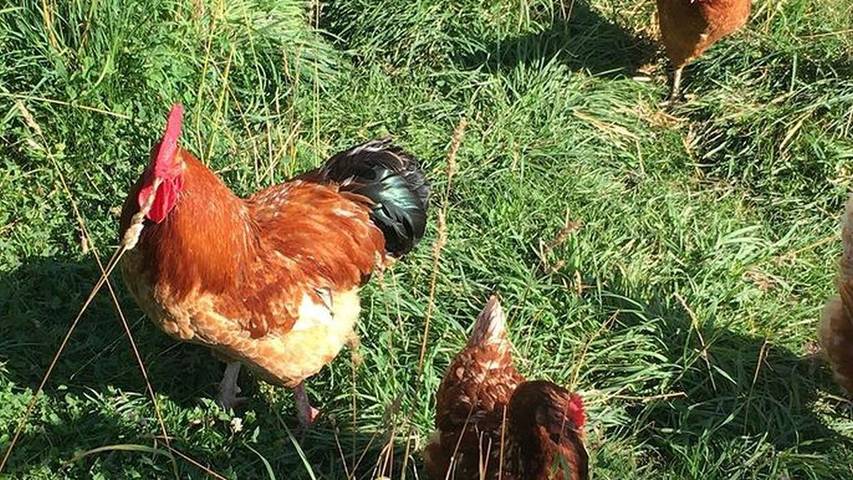 Bauernhof für 4 Personen in Oberschwaben - 3