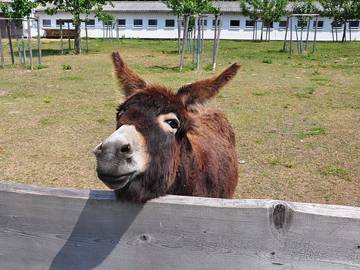 Appartement voor 3 Personen in Rudolstadt, Thüringen, Afbeelding 3