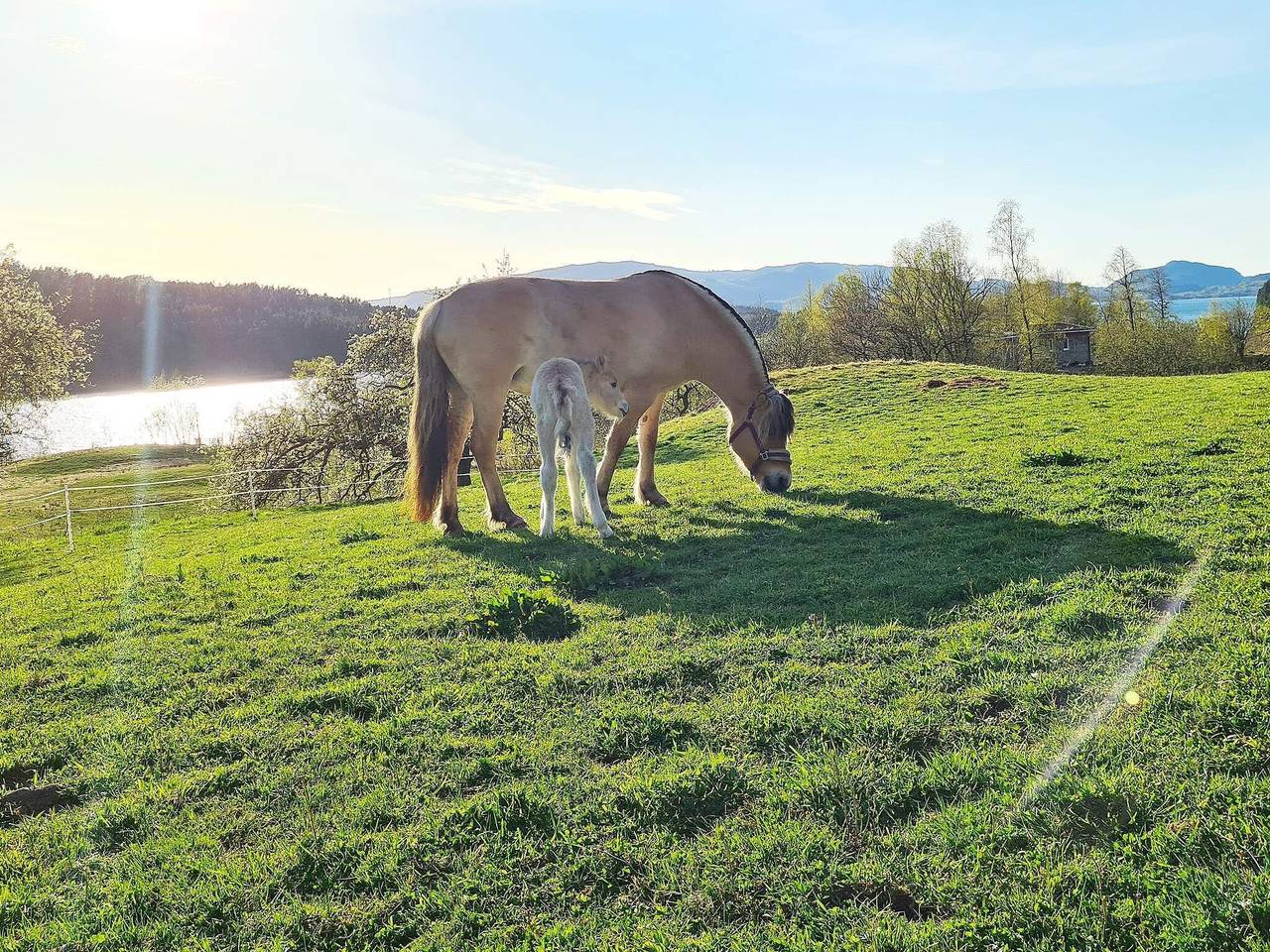 5 Personen Ferienhaus in Lonevåg in Osterøy