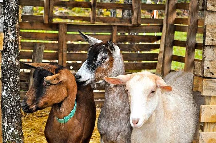 Villa pour 17 personnes en Dordogne - 4