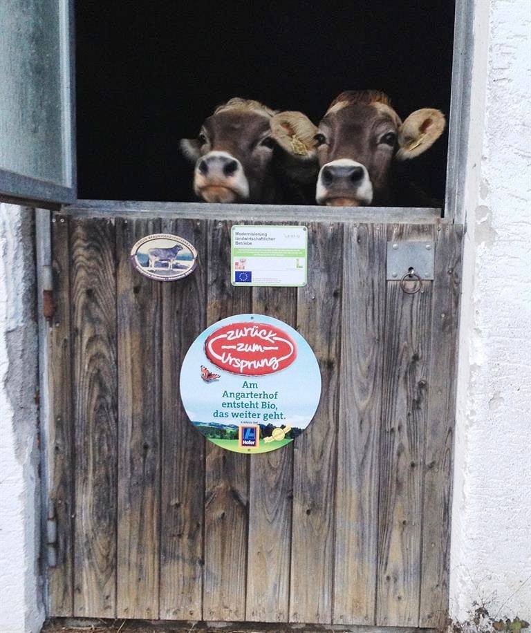 Bauernhof Angarterhof - Familie Fuchs in Walchsee, Kufstein Umgebung