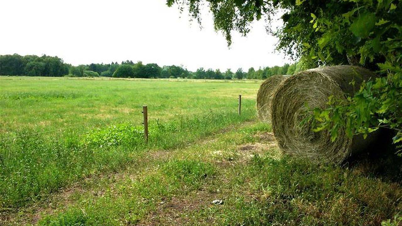 Ganze Ferienwohnung, Ferienwohnung für 1 Person (15 m²) in Worpswede in Worpswede, Niedersachsen