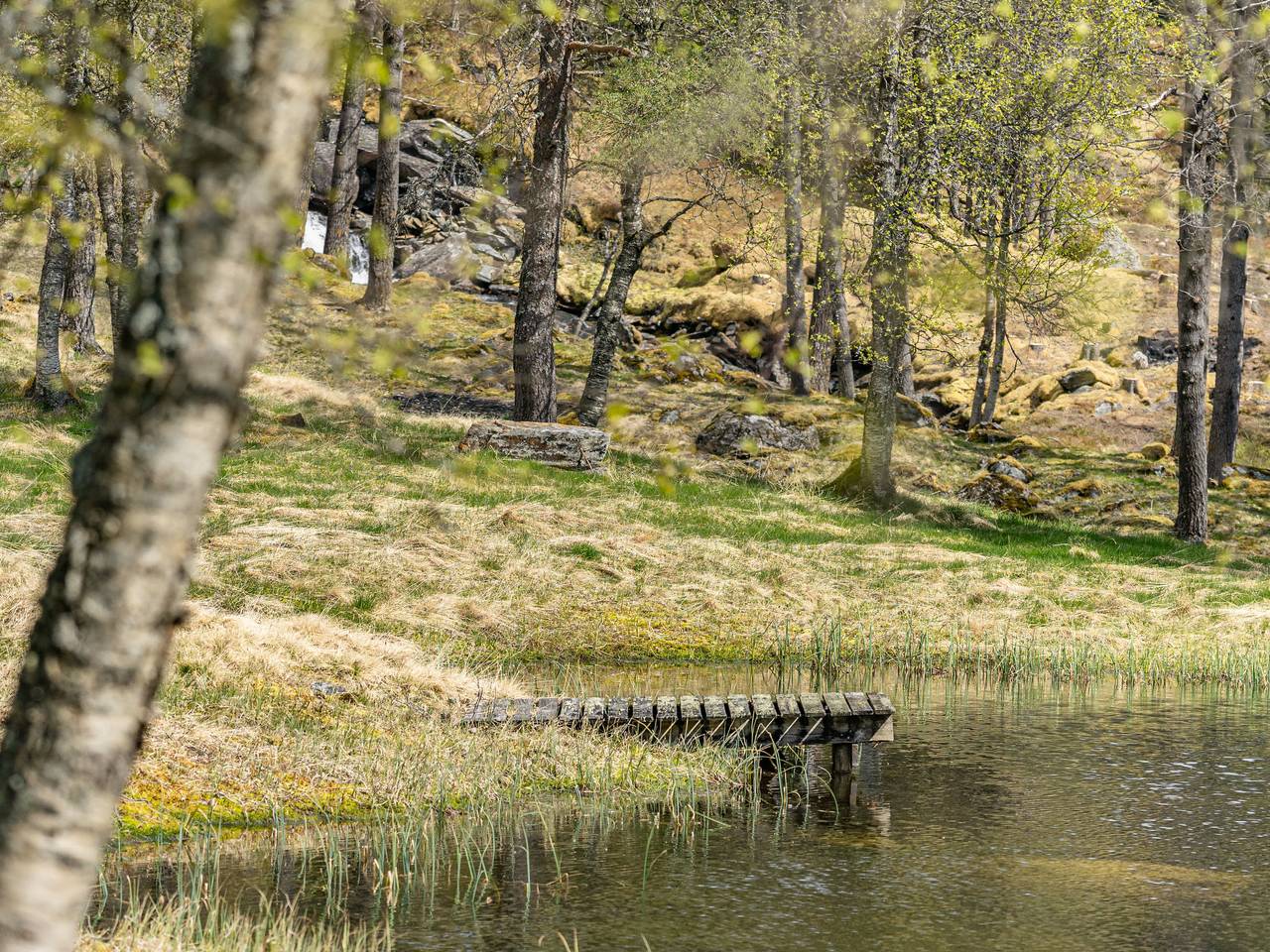 Fjellro in Haukedalen, Førde