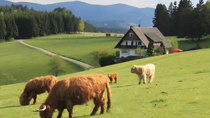 Gîte pour 4 personnes, avec terrasse à Mühlenbach