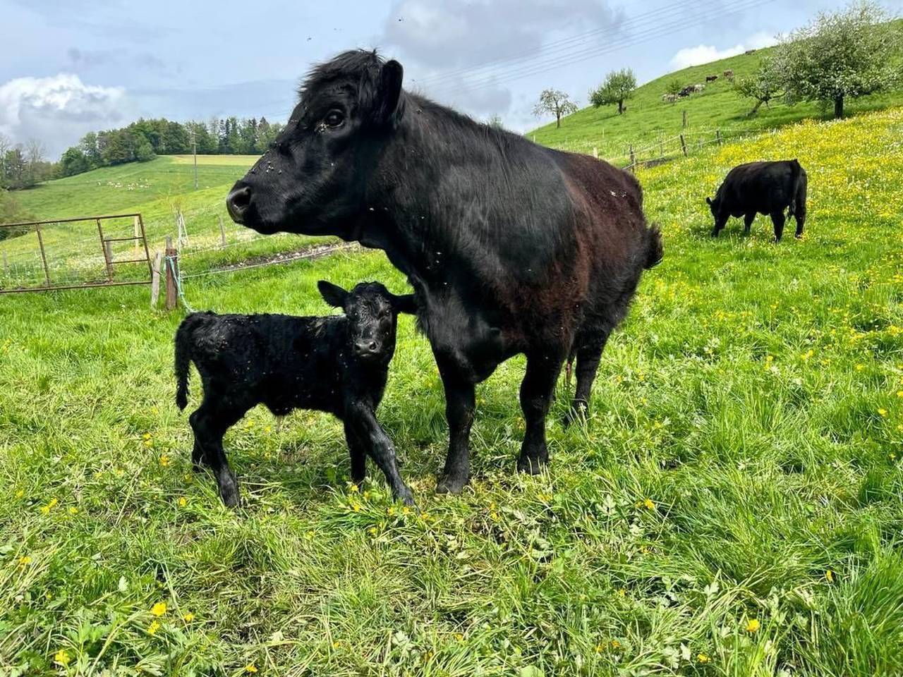 Ganze Wohnung, Sommerhof in Rohrbachgraben, Kanton Bern