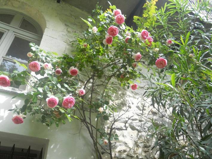 Chambre d’hôte pour 2 personnes, avec jardin à Villeneuve-lès-Avignon - 2