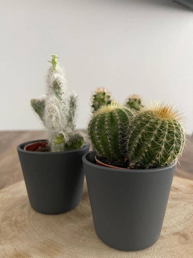 Gîte pour 3 personnes dans Couvet - 3