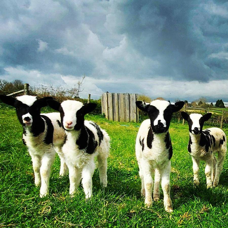 Glastonbury Glamping Retreat, Tor View Farm in Somerset