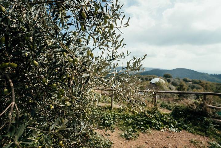 Appartamento intero, Appartamento 'Reggioli- Appartamento Erborista' con vista sulle montagne, giardino in comune e Wi-Fi in Gaiole in Chianti, Chianti
