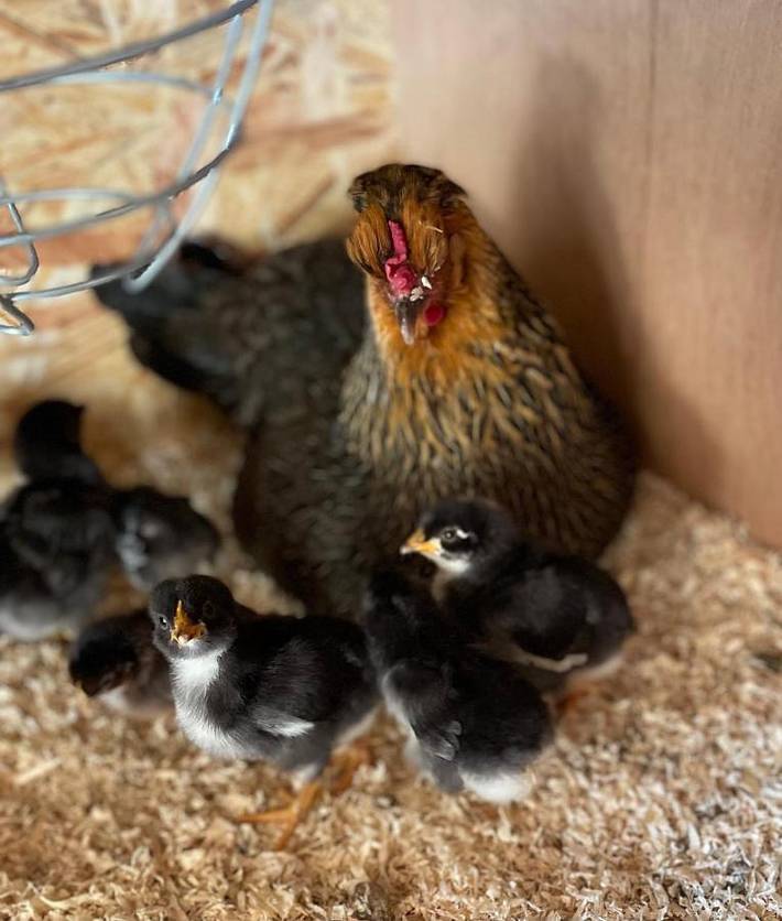 Location de vacances pour 2 personnes, avec vue et jardin à Beernem - 2