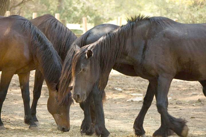 Hôtel pour 2 personnes, avec sauna et jacuzzi ainsi que piscine et jardin à Aubais - 3