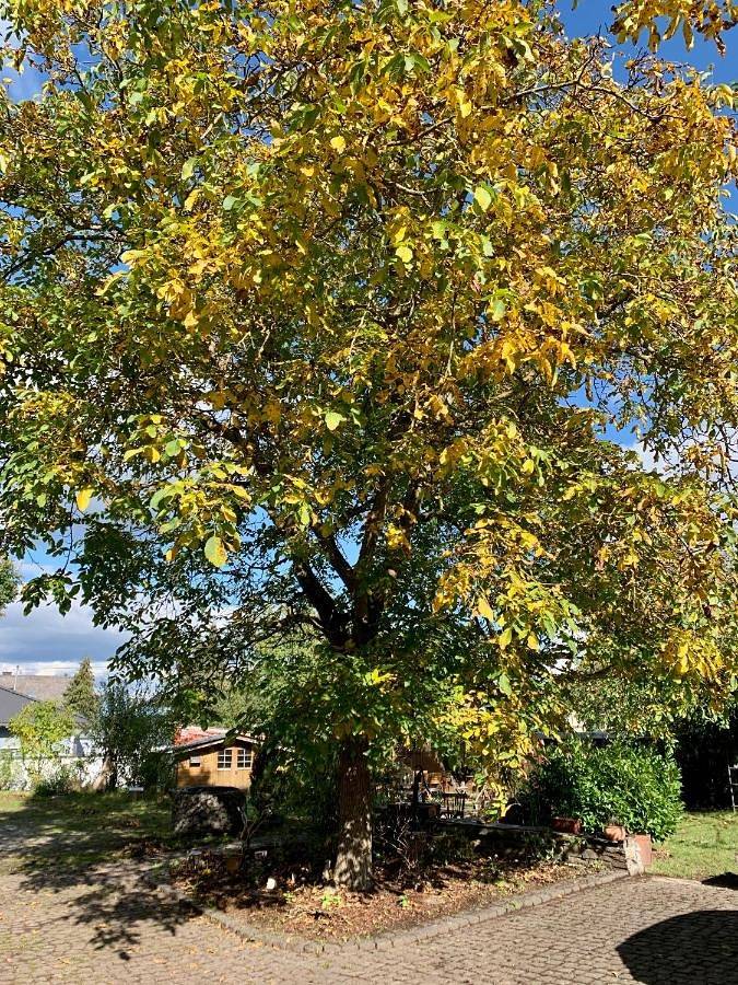 Ferienpark für 3 Personen, mit Ausblick und Garten, mit Haustier in Rheinland-Pfalz - 2