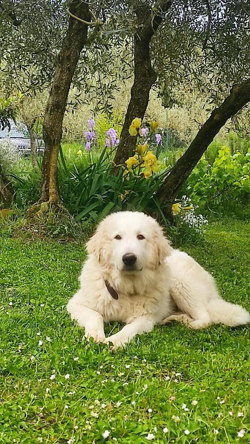 Chambre d’hôte pour 2 personnes, avec terrasse ainsi que vue et jardin à Arezzo - 3