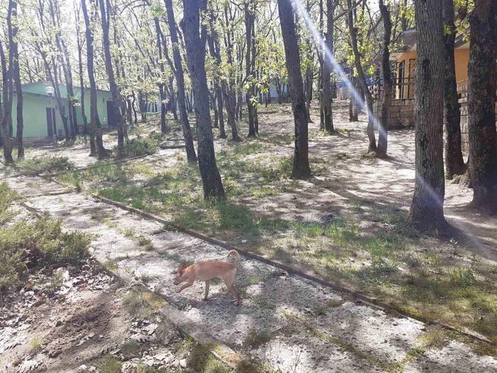 Camping pour 5 personnes, avec vue et jardin, adapté aux familles en Bulgarie - 3