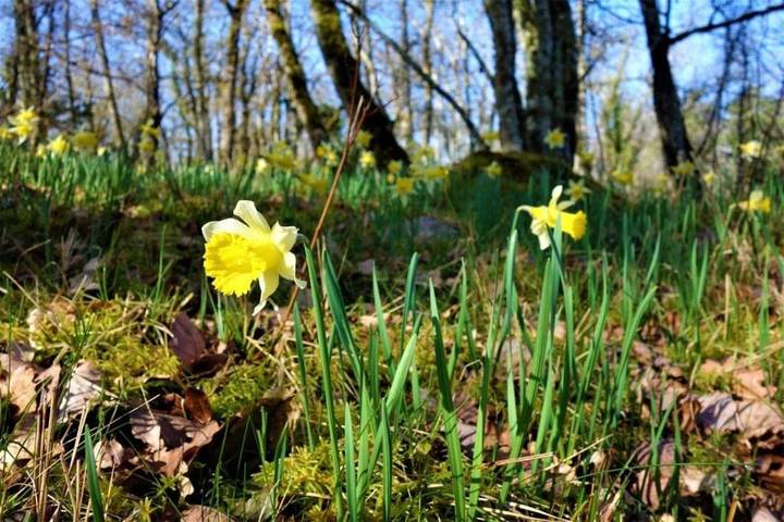 Location de vacances pour 3 personnes, avec jardin à Caniac-du-Causse - 3