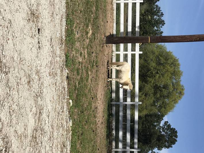 Chambre d’hôte pour 4 personnes dans Texas - 2
