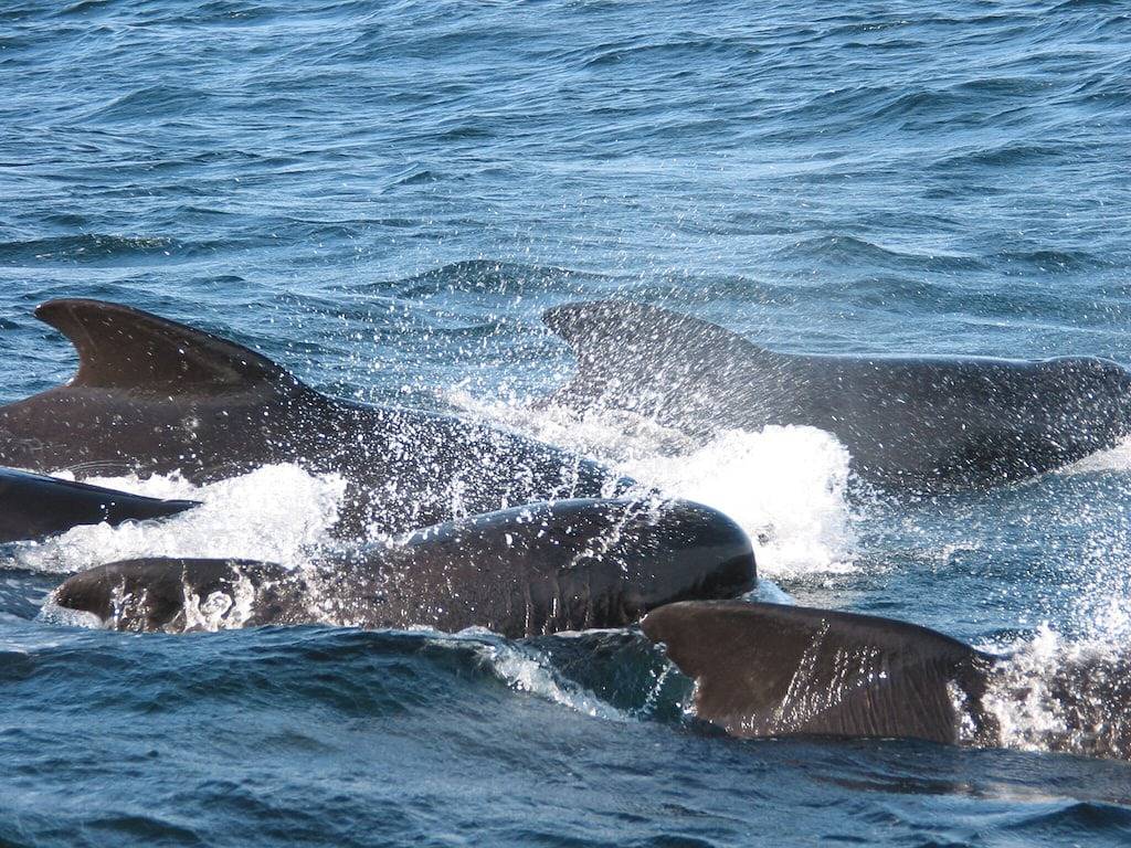 Direkt Am Meer mit phantastischem Panoramablick und Privatstrand + Steg in Walkerville, Richmond County