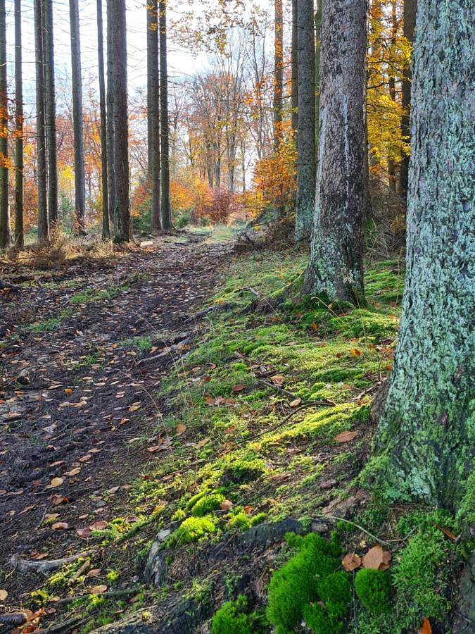 Double Room with Shared Bathroom in Drees, Vulkaan-Eifel