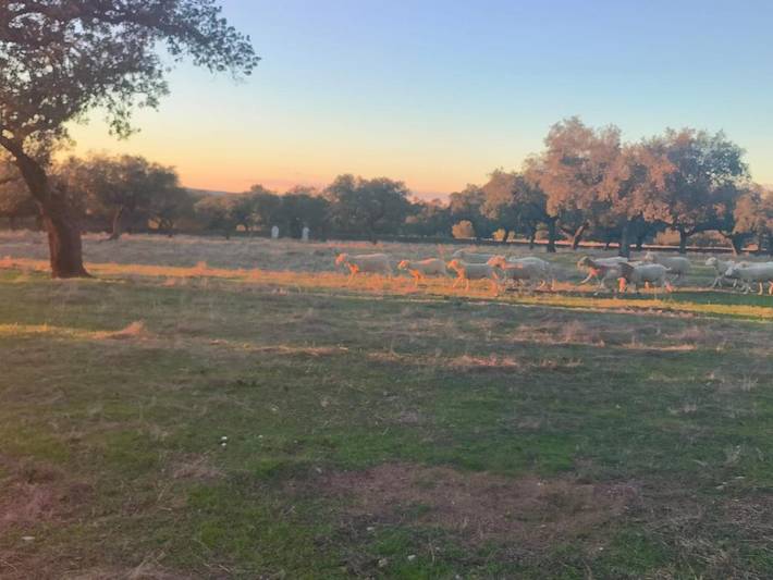 Casa rural para 6 personas, con terraza y vistas, Se admiten mascotas en Tentudía - 4