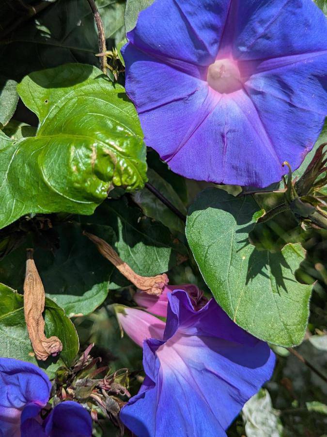 Location de vacances pour 3 personnes, avec vue et jardin, animaux acceptés à Rheinau - 4